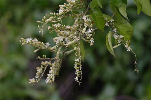 Brunnichia ovata #1